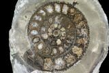 Polished Ammonite (Dactylioceras) Half - England #103791-1